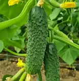 ОГІРОК ФУРОР F1, БУКЕТНІЙ, 10 ШТ (ЛАН), фото 2