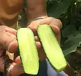 ОГІРОК ФУРОР F1, БУКЕТНІЙ, 10 ШТ (ЛАН), фото 3