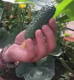 ОГІРОК ФУРОР F1, БУКЕТНІЙ, 10 ШТ (ЛАН), фото 5