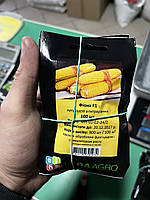 КУКУРУДЗА ФІОНА F1, 100 ШТ (ЛАН)