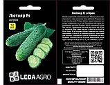 ЛЮТОЯР F1 50 ШТ LEDA AGRO ОГІРОК САМОЗАПИЛЬНИЙ НАСІННЯ (ОГІРОК САМОЗАПИЛЬНИЙ НАСІННЯ), фото 2