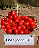 Томат Солороссо F1 1000 н. Nunhems Zaden, Нідерланди, фото 2