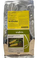 Кукурудза БСС 1075 F1 | BSS 1075 F1 Syngenta 5000 насінин