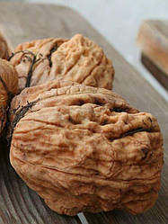 Новинка! Волоський горіх "Десертний" (середній термін дозрівання)