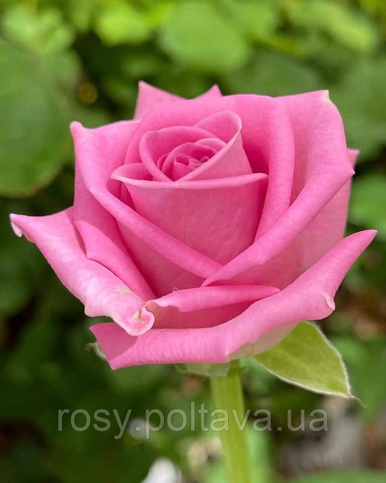 Аква (Aqua), фото 1