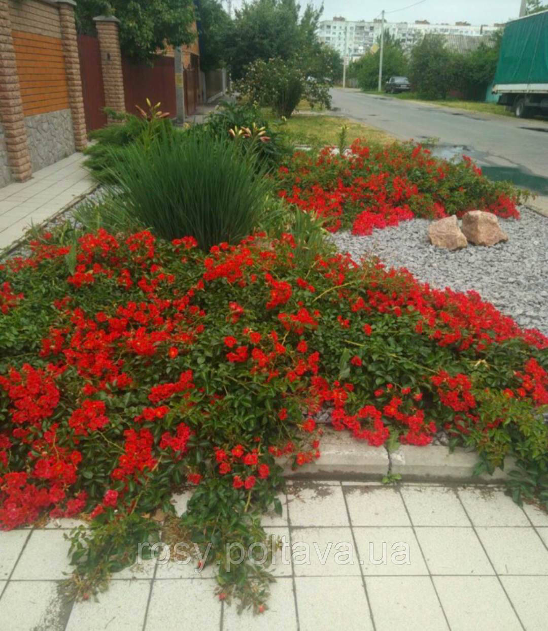 Табиғатта достарымен порно