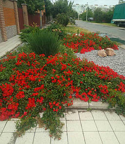 Ред Фейрі (Red Fairy)