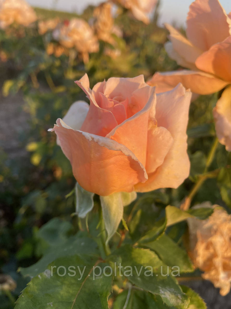 Валенсія (Valencia), фото 1