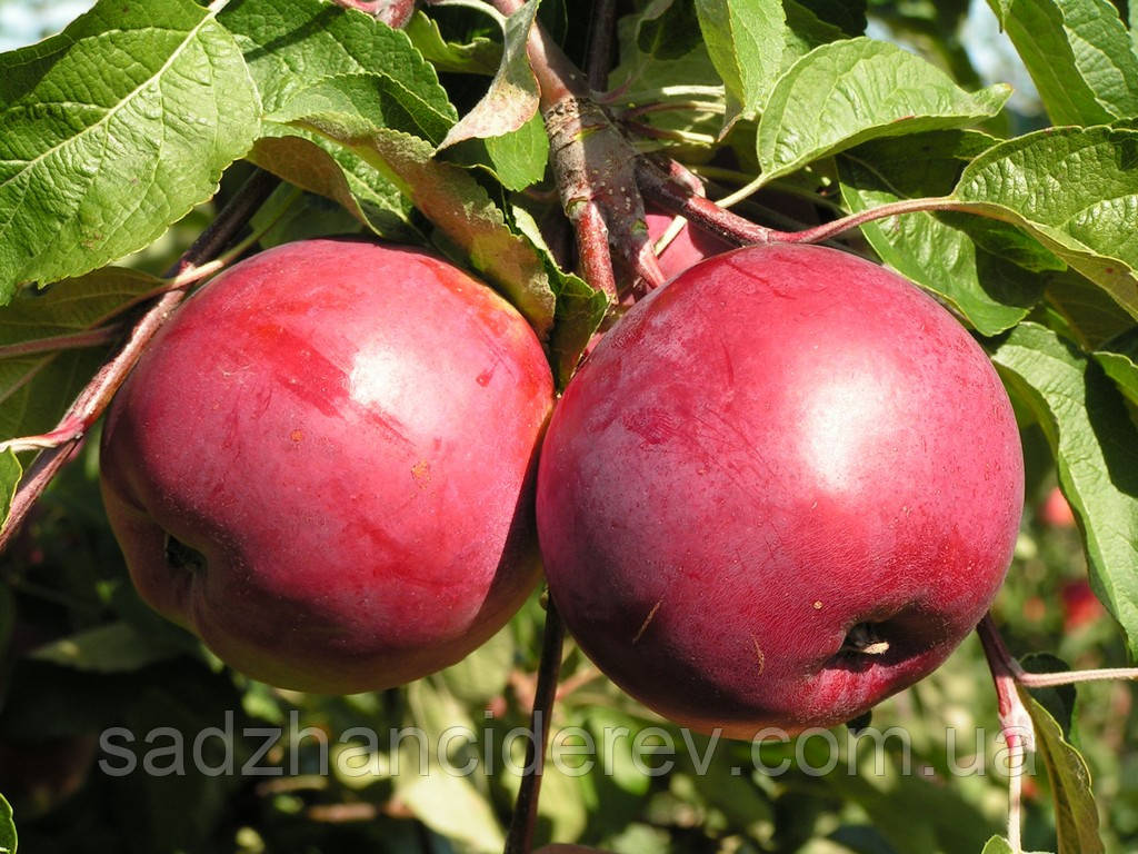 Саджанці яблунь Богемія Ред