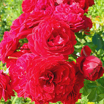 Роткепхен (Rotkappchen)