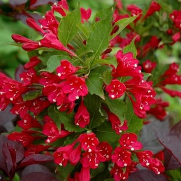 Вейгела гібридна Ньюпорт Ред  С2