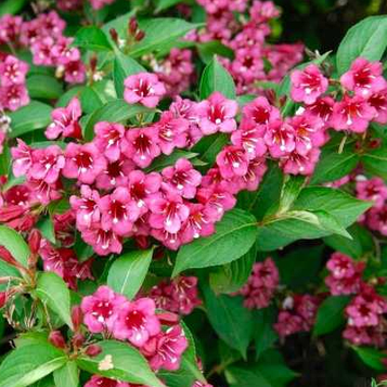 Вейгела "Брістол Рубі" С2