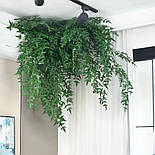 Майстерна лиана рускусу зелена 180 см, фото 3