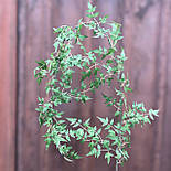 Майстерна лиана рускусу зелена 180 см, фото 2