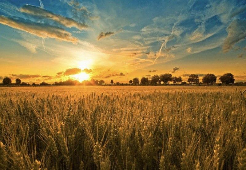 Алмазна мозаїка "Золоте поле під сонцем", 40*50см, на рамці, ТМ Dreamtoys, фото 1