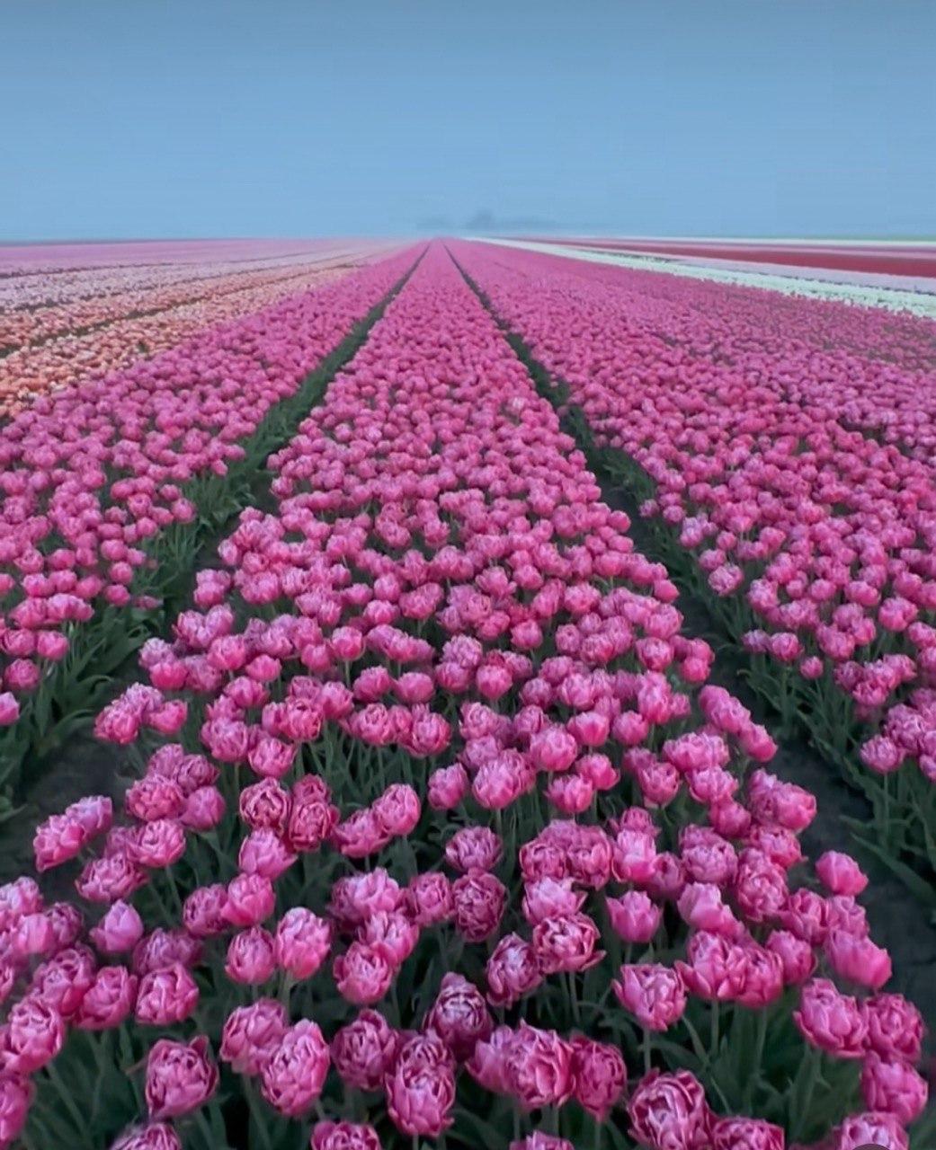 Алмазна мозаїка "Поле рожевих тюльпанів", без підрамника, 35*45см, ТМ Dreamtoys, фото 1