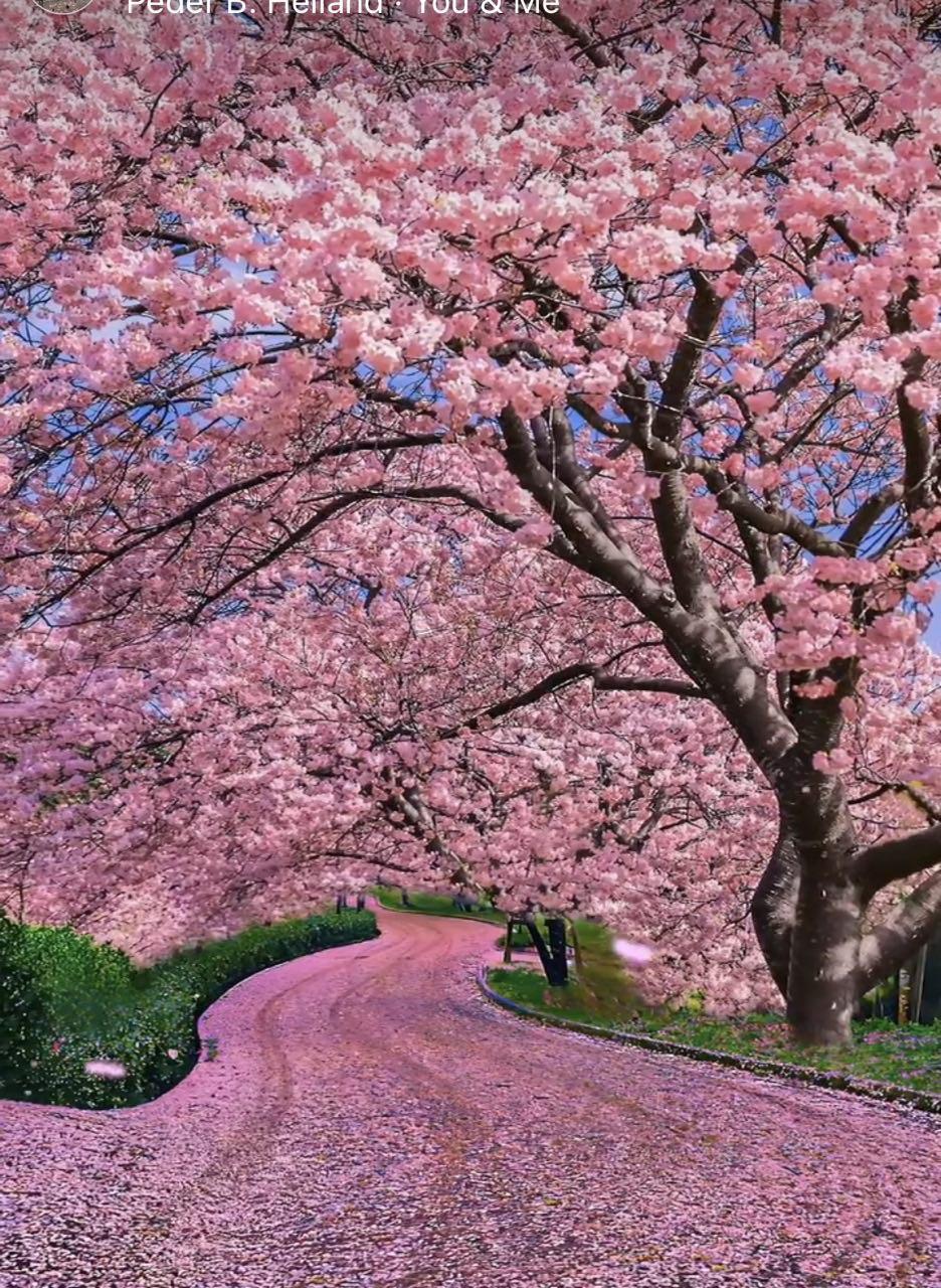 Алмазна мозаїка "Сакура вздовж дороги", 40*50см, на рамці, ТМ Dreamtoys, фото 1