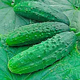 Огірок Зубрьонок F1, 5 г, Традиція, фото 2