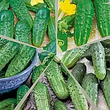 Огірки Пташина сім'я (суміш), 5 г, Садиба, фото 3