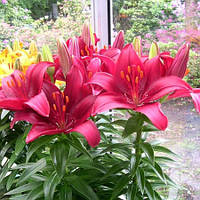 Лілія Азіатська низька Tiny Ghost