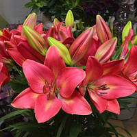 Лілія ЛА-гібрид низька Summer Sky