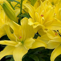 Лілія Махрова азіатська низька Pura Luna 14/16