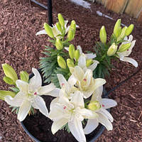 Лілія Махрова азіатська низька Pura Puro 12/14