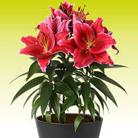 Лілія Східна низька Sunny Keys 14/16