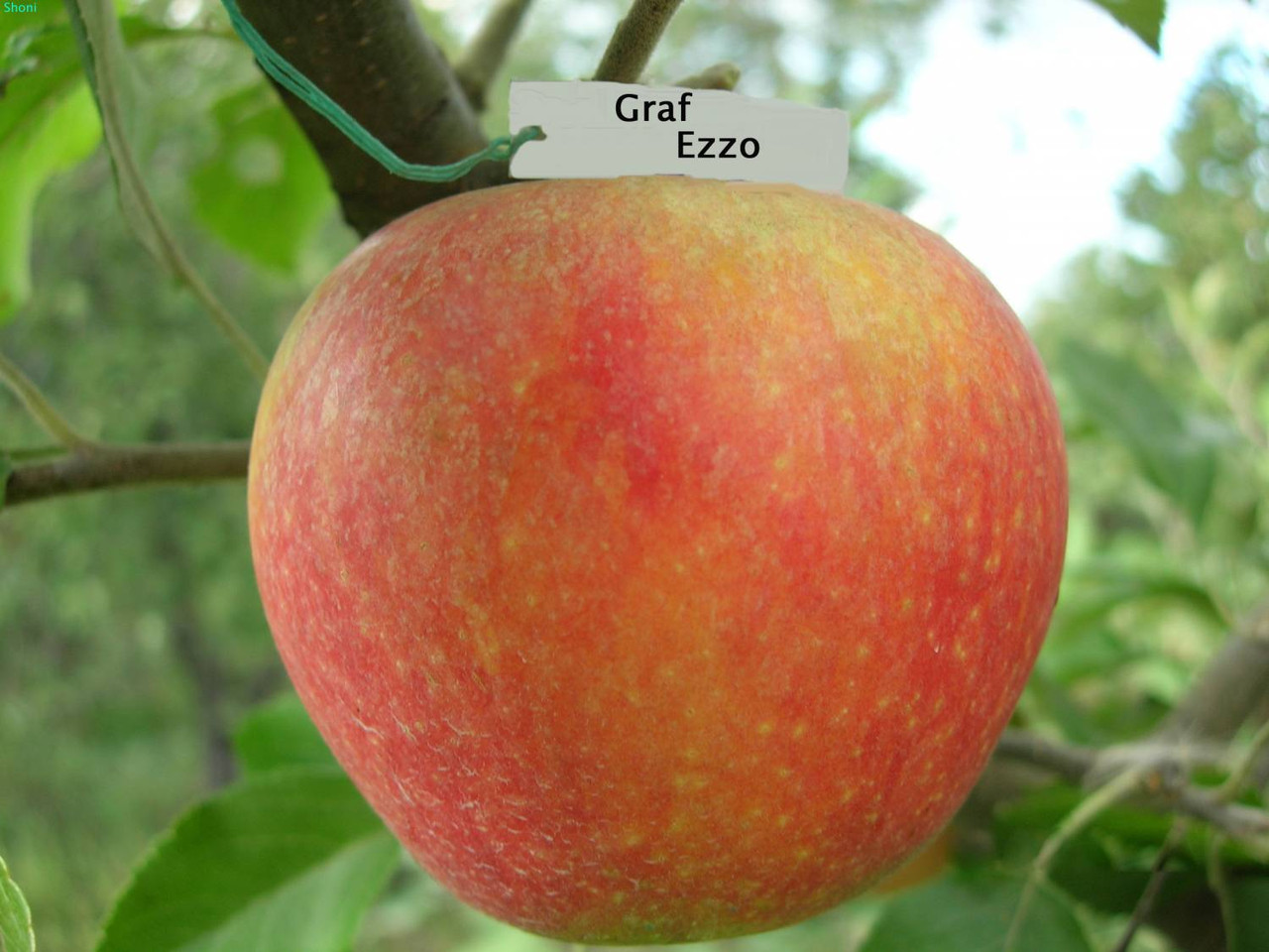 Саджанці яблунь Граф Еззо