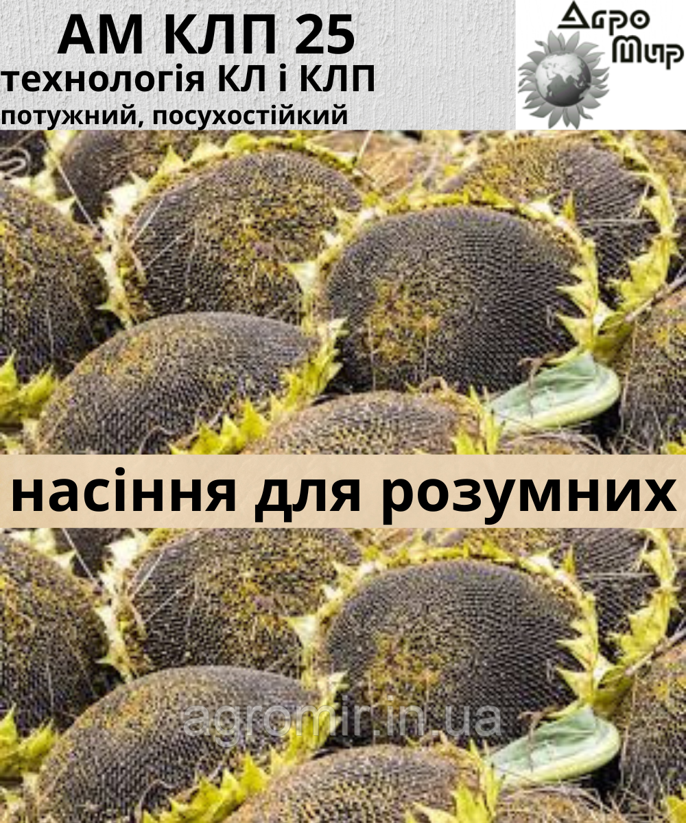 Гібрид соняшнику АМ КЛП 25