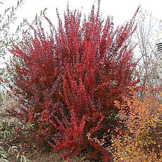 Барбарис Тунберга Red Roсket 3 річний, Барбарис Тунберга Ред Рокет, Berberis thunbergii Red Roсket, фото 3