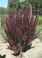 Барбарис Тунберга Red Roсket 3 річний, Барбарис Тунберга Ред Рокет, Berberis thunbergii Red Roсket, фото 4