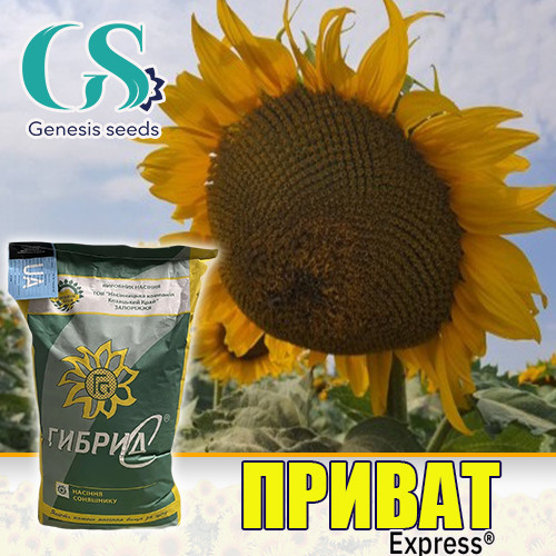 Насіння соняшнику гібрид ПРИВАТ під Гранстар насіння соняшнику (СТАНДАРТ), фото 1