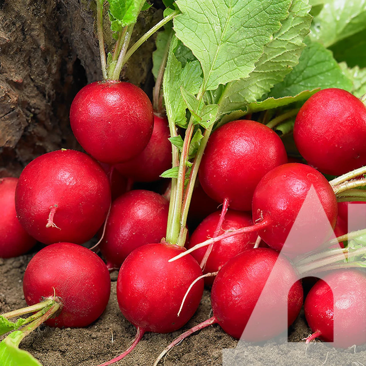 Редиска Скарлет, 500 г, GSN Semences, фото 1