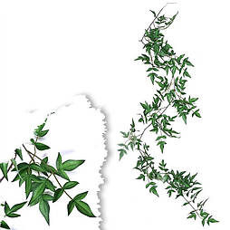 Майстерна лиана рускусу зелена 180 см