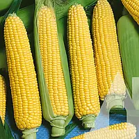Кукурудза цукрова