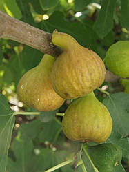 Новинка! Інжир "Закавказький зелений" (раннього терміну дозрівання)