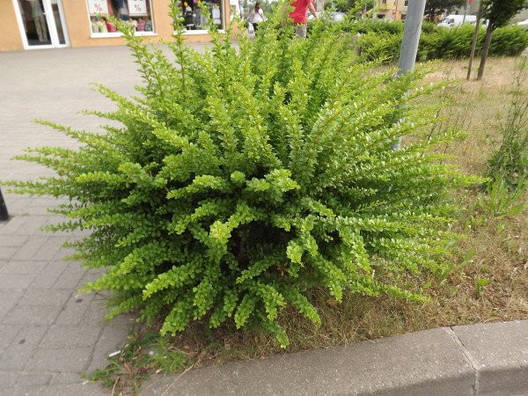 Барбарис Тунберга Smaragd 2 річний, Барбарис Тунберга Смарагд, Berberis thunbergii Smaragd, фото 1