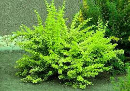 Барбарис Тунберга Smaragd 2 річний, Барбарис Тунберга Смарагд, Berberis thunbergii Smaragd, фото 4