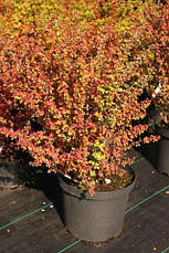 Барбарис Тунберга Smaragd 2 річний, Барбарис Тунберга Смарагд, Berberis thunbergii Smaragd, фото 6