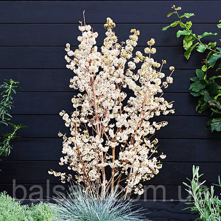 Калікарпа Сноуквін / Callicarpa bodinieri Snowqueen, фото 1