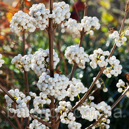 Калікарпа Сноуквін / Callicarpa bodinieri Snowqueen, фото 3