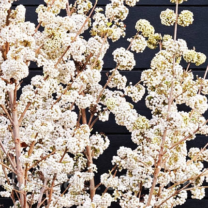 Калікарпа Сноуквін / Callicarpa bodinieri Snowqueen, фото 4