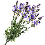 Спокусливі квіти букет лаванда периста 38 см., фото 2
