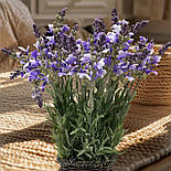 Спокусливі квіти букет лаванда периста 38 см., фото 3