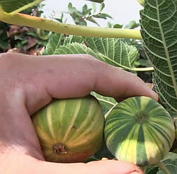 Новинка! Інжир смугастий "Панч" (ремонтантний сорт)