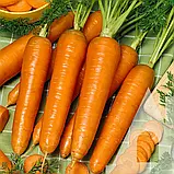 Морква Нантська, 2 г, Традиція, фото 2