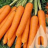 Морква Тіп Топ, 2 г, Традиція, фото 2
