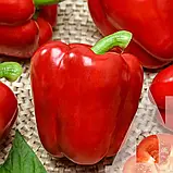 Перець солодкий Халк F1, 8 шт., Садиба, фото 3