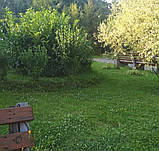 Королевський газон ліліпут для ледачих низькорослий з білою конюшиною Піполіна 5% семена+ сидерат, фото 2